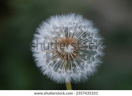 Picture of a flower dandelion