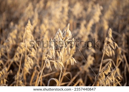 Wheat stalks covered with frost in the morning. High quality photo