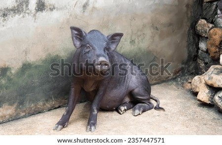 a photography of a black pig sitting on the ground in front of a wall, sus scrofa, a black pig, is sitting in front of a wall.