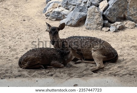 a photography of a couple of deer laying down on a sandy ground, gazelle and fawn laying on the sand in a zoo enclosure.