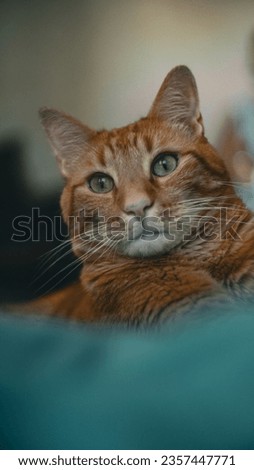 Adorable little all-red cat with beautiful eyes