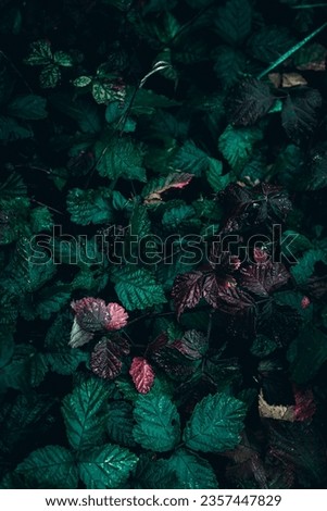 Green and red wild Blackberry leaves