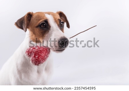 The dog holds a heart in his mouth on a white background. Greeting card with loving Jack Russell Terrier.