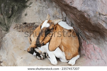 a photography of a goat laying down on a rock with a baby goat, capra ibexor goat with two babies resting on a rock.