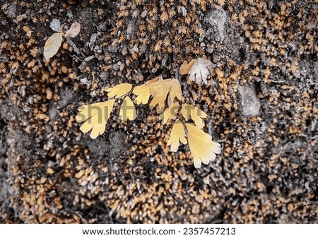 a photography of a plant with yellow leaves on a rock, sea cucumber and leaf on the ground with rocks.