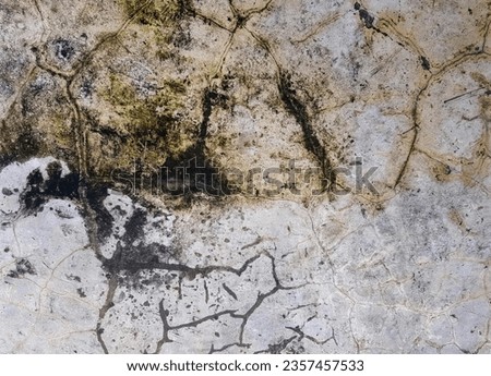 a photography of a rock with a horse and a bird on it, dung beetle on a rock with a black spot in the middle.