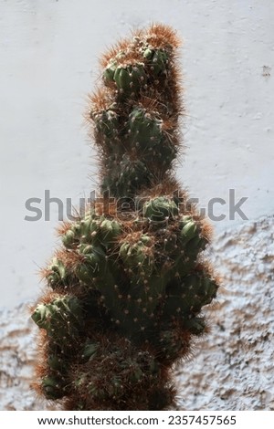 a photography of a cactus plant with a very long stem, flowerpot shaped cactus plant with red spines and green leaves.