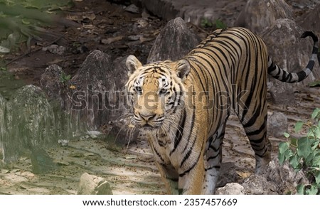 a photography of a tiger walking through a rocky area with a bird in the background.