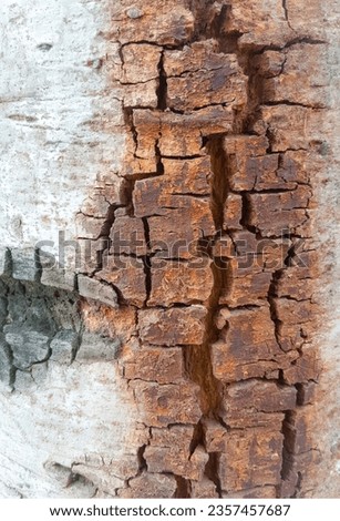 a photography of a piece of wood with a crack in it, nail holes in a tree trunk that have been chipped.