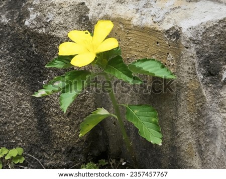 a photography of a yellow flower growing out of a crack in a rock, flowerpot with yellow flower growing out of a crack in a rock. Royalty-Free Stock Photo #2357457767