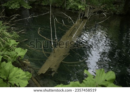 sunken tree in the pond Royalty-Free Stock Photo #2357458519