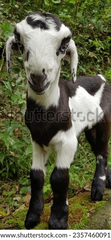This picture is of a baby goat. this picture was taken in the jungle. and it is full of nature image. 