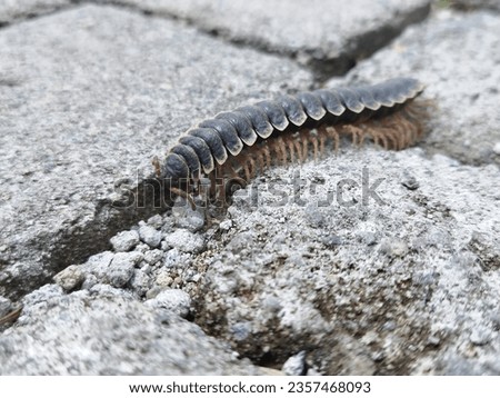 Polydesmida is the largest order of millipedes Royalty-Free Stock Photo #2357468093
