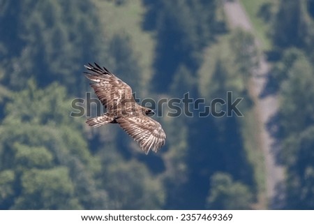 Wild Golden eagle (Aquila chrysaetos) flying over a mountain valley at sunset. Bird of prey with spread wings in flight, Piedmont Alps mountains,Italy Royalty-Free Stock Photo #2357469369