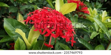 Red colour ixora flower excellent blooming image photography. 