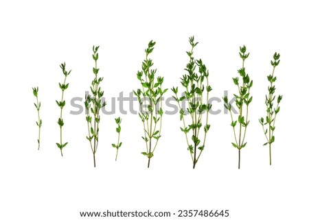 Fresh thyme sprigs isolated on white background. Top view, flat lay. Royalty-Free Stock Photo #2357486645