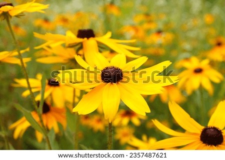 Rudbeckia hirta, commonly called black-eyed Susan flower as background.  Royalty-Free Stock Photo #2357487621
