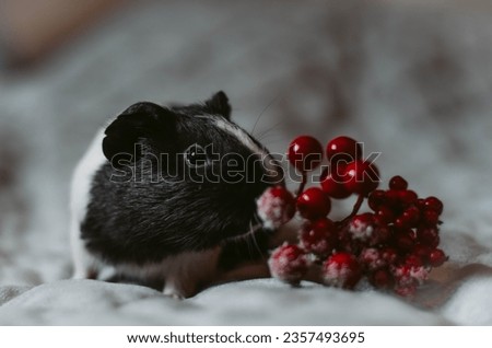 Funny picture with cute guinea pig and winter berries