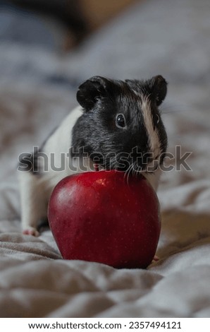 Funny picture with a cute guinea pig and an apple