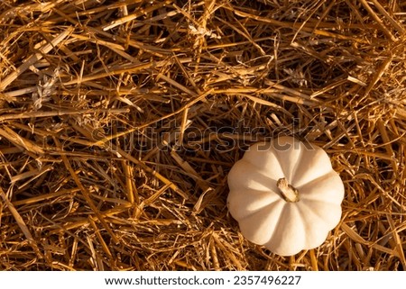 One white mini pumpkin on the hay for decoration Thanksgiving Day.  