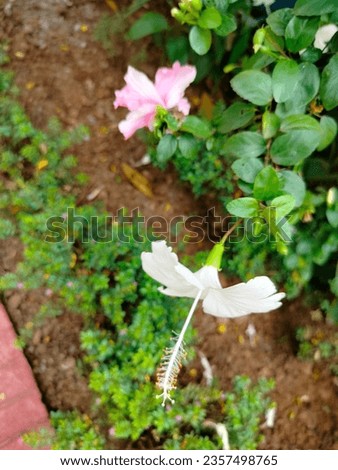 White and pink china rose