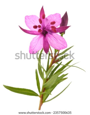 Willow Herb flower  isolated on white background