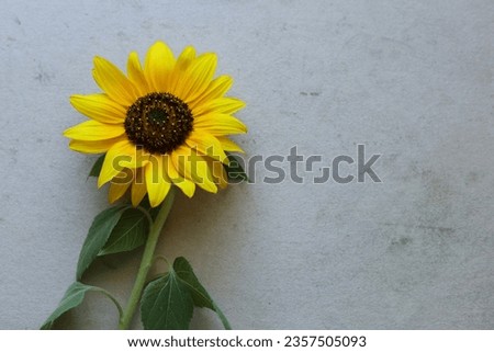 single bright yellow sunflower on a pastel colored background