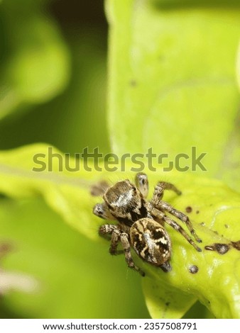 Panchgani, Maharashtra, India - September 2, 2023: Macro photograph of a Jumping Spider (Evarcha) on a leaf