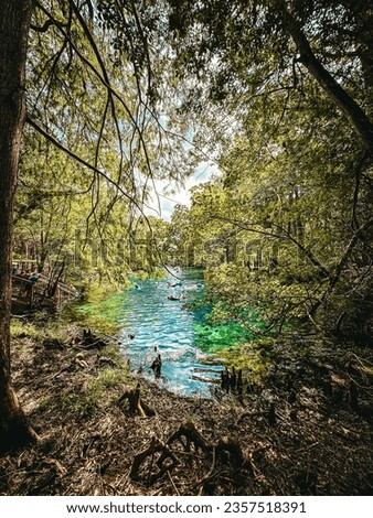 Tranquil blue waters of the headspring fringed by lush forest in summertime at Manatee Springs State Park, Florida