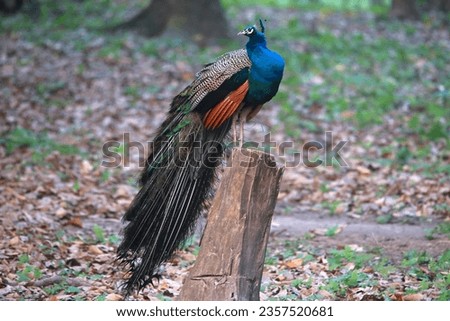 Indian peafowl seating on a wood with green background.