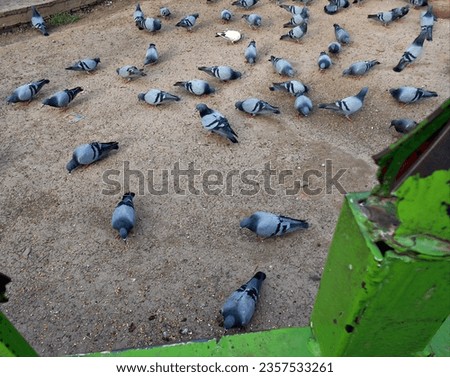 A Group of Pigeon sitting on the Ground near Qila Kuhna Qasim Bagh Multan, Pakistan
