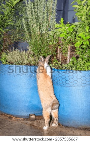 Cute domestic family pet rabbit, Cape Town, South Africa