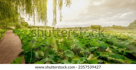 Panoramic photo on the lake full of unblooming water lilies where you can see only the leaves that cover the whole lake, the sun rays tear the clouds