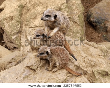 Mother meerkat with her two babies. Suricata suricatta.