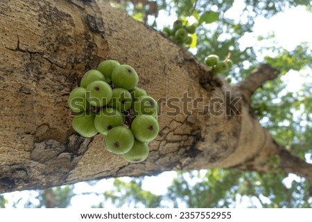 Loa tree (Ficus Racemosa) with its dense fruit growing on the trunk. The ripe loa fruit tastes sweet and sour and the young ones have a rough taste.