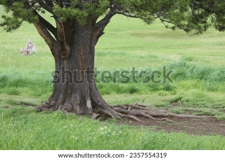 An old tree stretching out Royalty-Free Stock Photo #2357554319