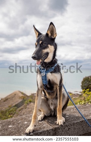 This is a picture of a dog posing for the camera. the dog is a mix between en belgian shepherd (malinois) and a Siberian husky. 