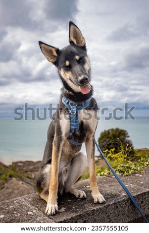 This is a picture of a dog posing for the camera. the dog is a mix between en belgian shepherd (malinois) and a Siberian husky. 