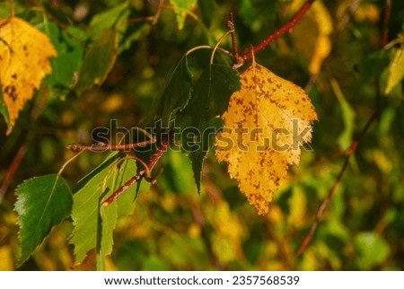Photo of green foliage mixed with orange, transition to spring.