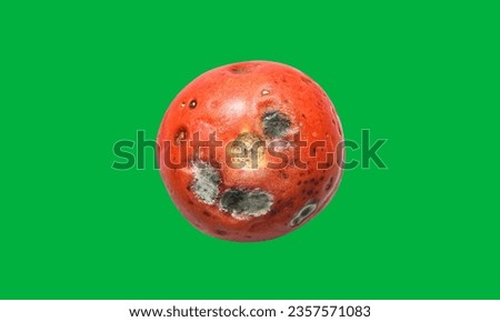 Rotten tomato green screen. Mold fungus. Disease of tomatoes. Rotten red tomatoes. Isolated on. Mold on vegetables . Crop problems . Royalty-Free Stock Photo #2357571083