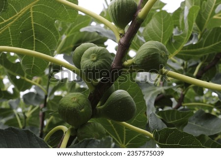 Fruit on branch of fig or Ficus carica tree into garden