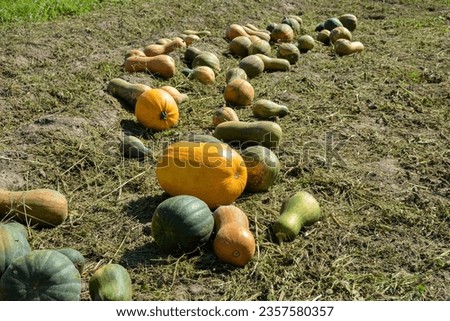 Pumpkin harvest. A lot of Pumpkin line on field.massive pumpkin field in the farm with lots of pumpkins laying on the sheet covered ground.