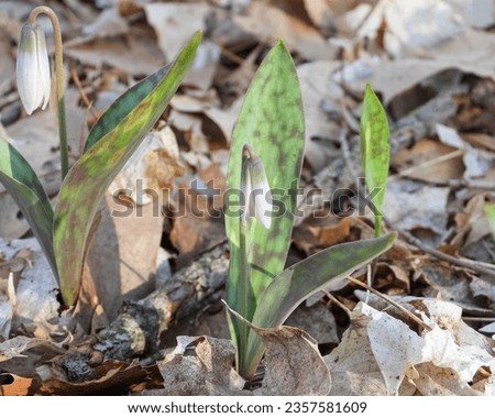 Erythronium albidum (White Trout Lily) Native North American Woodland Wildflower