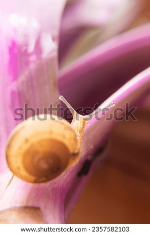 macro of a snail on a green and lilac bush