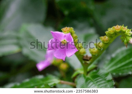 Flower of a Calvoa orientalis plant