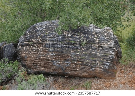 Foliated metamorphic rock with textured striped stone surface and moss. Royalty-Free Stock Photo #2357587717