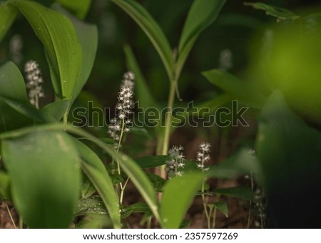 Maianthemum bifolium or false lily of the valley or May lily is often a localized common rhizomatous flowering plant. Growing in the forest. Royalty-Free Stock Photo #2357597269