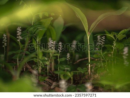 Maianthemum bifolium or false lily of the valley or May lily is often a localized common rhizomatous flowering plant. Growing in the forest. Royalty-Free Stock Photo #2357597271