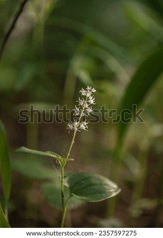 Maianthemum bifolium or false lily of the valley or May lily is often a localized common rhizomatous flowering plant. Growing in the forest. Royalty-Free Stock Photo #2357597275