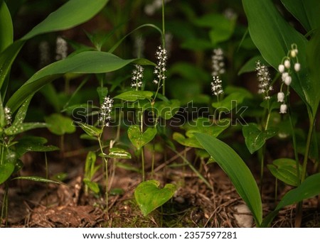 Maianthemum bifolium or false lily of the valley or May lily is often a localized common rhizomatous flowering plant. Growing in the forest. Royalty-Free Stock Photo #2357597281